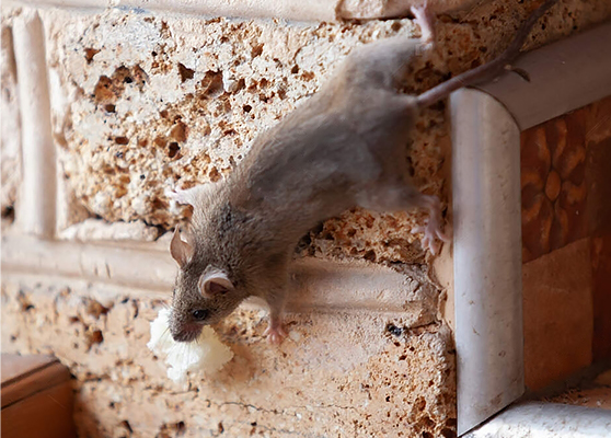Миф: Пенопласт едят мыши